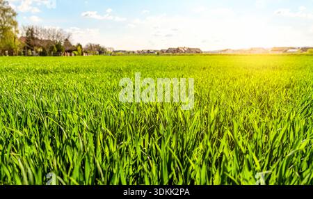 Ackerbau mit jungen Weizensämlingen Stockfoto