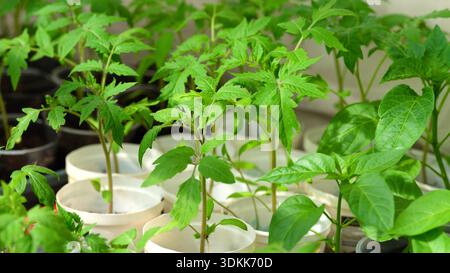Nahaufnahme von pflanzlichen Setzlingen in Kunststoffbehältern. Stockfoto