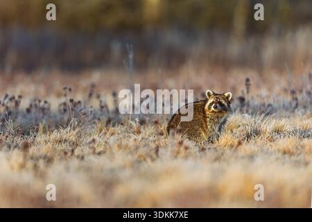 Ein Waschbärhund (Nyctereutes procyonoides) sitzt im frostigen Wiesengras und beobachtet ruhig im Sonnenaufgangslicht. Stockfoto
