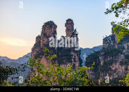 Zhangjiajie National Forest Park. Die Berge sind mit Bäumen bedeckt und der Himmel ist blau. Die Berge sind sehr hoch und die Bäume sind grün Stockfoto
