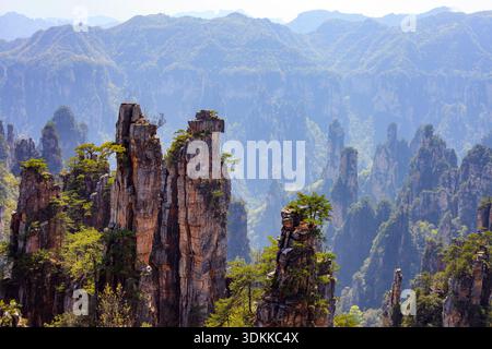Zhangjiajie National Forest Park. Die Berge sind mit Bäumen bedeckt und der Himmel ist klar. Die Berge sind sehr hoch und die Bäume sind grün Stockfoto