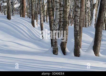 Winterwald bedeckt mit Neuschnee. Lange Schatten auf dem Schnee. Stockfoto