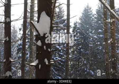 Fichtenbäume bedeckt mit frischem Schnee im Winterwald, nach dem Schneefall. Stockfoto