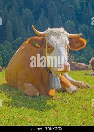 Nahaufnahme von Rindfleisch Stockfoto