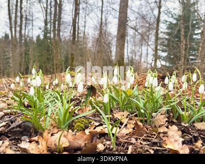 Blühende Schneeglöckchen im Frühling im Wald Stockfoto