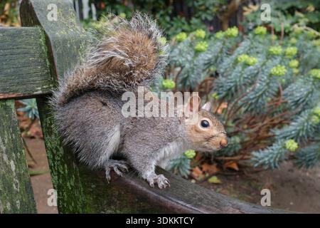 Eichhörnchen auf einer Parkbank in London in einem kleinen Park Stockfoto