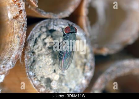 Cacoxenus indagator, auch bekannt als Houdini-Fliege. Kleptoparasit legt seine Eier in die mit Pollen gefüllten Nestzellen der maurerbienen, Osmia. Bienenparas Stockfoto