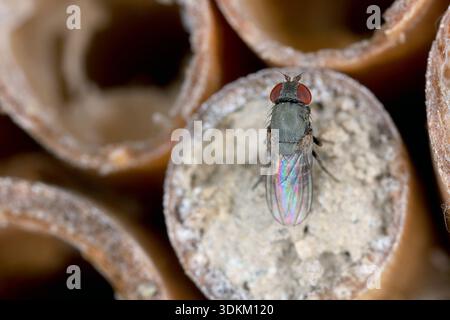 Cacoxenus indagator, auch bekannt als Houdini-Fliege. Kleptoparasit legt seine Eier in die mit Pollen gefüllten Nestzellen der maurerbienen, Osmia. Bienenparas Stockfoto