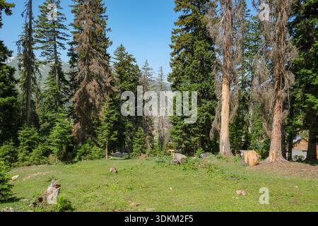 Hohe Dächer aus Fichten und Tannenrahmen und Schnee auf den Bergen in der Nähe von Batumi, Georgia. Umgestürzte Baumstämme, ein geschnittener Stumpf und eine rustikale Holzstruktur sitzen unter klarem Holz Stockfoto