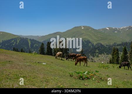 Kühe grasen auf einem sonnendurchfluteten Hang im Hochland in der Nähe von Batumi, Georgia. Dunkle Tannen säumen sanfte Grate, mit Schneelichtern, Almhütten und Wolken Stockfoto