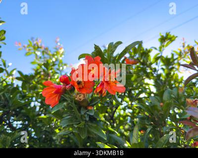 Granatapfelblüten und Knospen leuchtend rote, orangene Blüten auf einem grünen Zweig in einem sonnigen Garten, Nahaufnahme, blauer Himmel Stockfoto