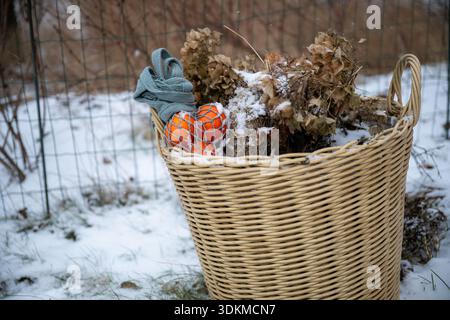 Korb mit getrockneten Blumen und Zitrusfrüchten im umweltfreundlichen Wintergarten Stockfoto