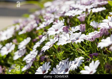 Blühende weiße Gänseblümchen auf einem grünen Rasen im Frühling, frische natürliche Blumen in sanftem Sonnenlicht Stockfoto