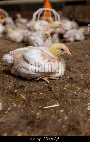 Junggeflügel-Masthähnchen in einem Geflügelbetrieb, eine große Anzahl von fetten Küken, während sie sich in einem Haltungsbetrieb entspannen Stockfoto