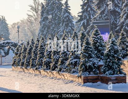 Im Winter stehen schneebedeckte Tannen in einer Reihe auf einer Ausstellung. Stockfoto