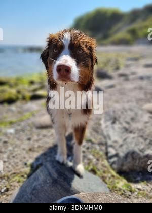 Der nasse Australian Shepherd Dog steht am Strand Stockfoto