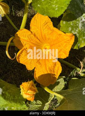 Knochenmark-Blumen Stockfoto