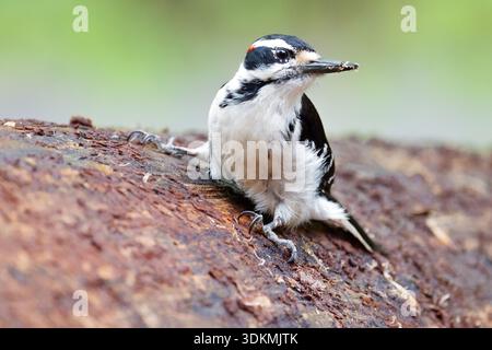 Haariger Spechte, der auf einem Baumstamm vor einem weichen grünen Hintergrund ruht. Stockfoto