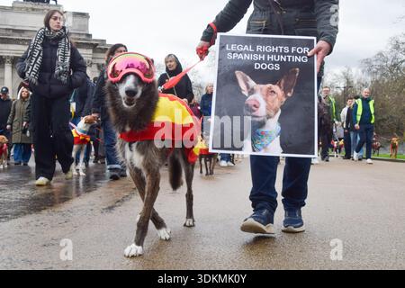 London, England, Großbritannien. Februar 2026. Demonstranten und Hunde, von denen viele Retter sind, marschieren zur spanischen Botschaft und fordern ein Ende der Jagd mit Hunden in Spanien. (Kreditbild: © Vuk Valcic/ZUMA Press Wire) NUR REDAKTIONELLE VERWENDUNG! Nicht für kommerzielle ZWECKE! Stockfoto