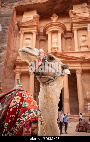 Wadi Musa, Jordanien - 26. Oktober 2023: Nahaufnahme des Dromedary-Kamels mit Al-Khazneh. Felsengrab mit Tier im Nahen Osten. Stockfoto