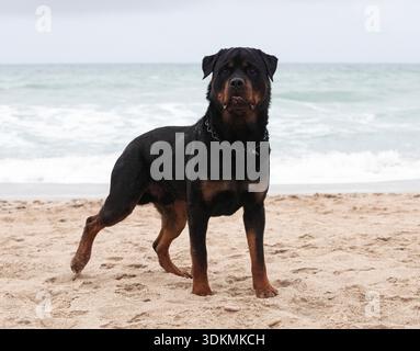 Junger Rottweiler, der im Frühling am Strand rennt Stockfoto