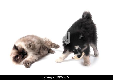 Bild einer pompösen und sibirischen Katze vor weißem Hintergrund Stockfoto