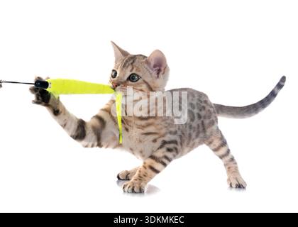 Bengal Katze vor weißem Hintergrund Stockfoto