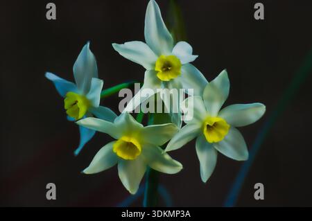 Narcissus ist eine Gattung der Amaryllidaceae, die im Mittelmeerraum und in Europa beheimatet ist. Stockfoto