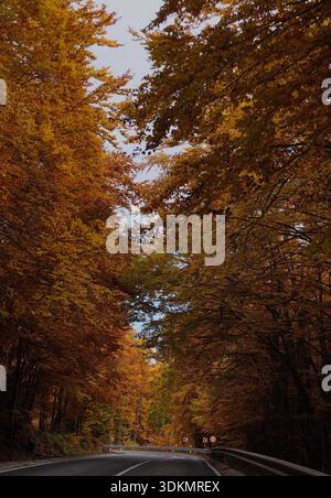 Fahren Sie entlang einer Waldstraße, umgeben von hohen Bäumen und goldenen Herbstblättern, und fangen Sie eine malerische Herbstlandschaft in der Landschaft ein. Stockfoto