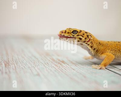 Leopardengecko mit markantem Hautmuster auf einer Holzoberfläche in einem gut beleuchteten Bereich Stockfoto