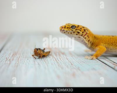Leopardengecko schaut neugierig auf eine Grille auf einer strukturierten Holzoberfläche in einer Nahaufnahme Stockfoto