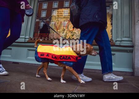 London, Großbritannien. Februar 2026. Demonstranten und Hunde, von denen viele Retter sind, marschieren zur spanischen Botschaft und fordern ein Ende der Jagd mit Hunden (Podencos) in Spanien. Quelle: Vuk Valcic/Alamy Live News Stockfoto