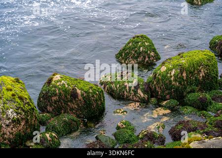 Küstenfelsen bedeckt mit grünen Algen im flachen Meereswasser, natürliche Meeresumwelt, Küstentextur und Natur am Meer. Stockfoto