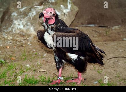 Rotkopfgeier, asiatischer Königsgeier, indischer Schwarzgeier, Kahlkopfgeier, Sarcogrips calvus, pirosfejű keselyű, vom Aussterben bedroht Stockfoto