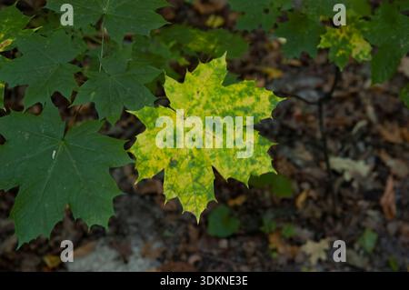 Grüne Ahornblätter auf einem kleinen Baum über verschwommenem Herbstlaub Hintergrund, Draufsicht. Kontraste von frischem Laub und gefallenen Saisonblättern bei Waldsettin Stockfoto