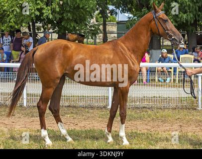 PJATIGORSK, RUSSLAND – 6. AUGUST 2022: Ausstellung von Akhal-Teke-Pferden auf dem hippodrom Pjatigorsk, Nordkaukasus Stockfoto