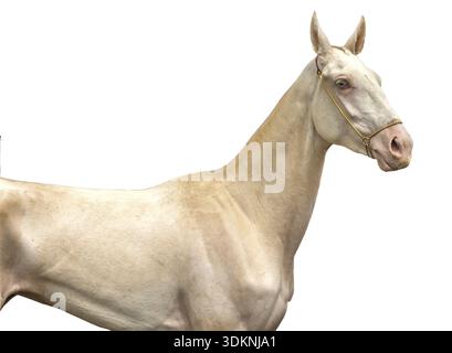 Porträt eines akhal-teke-Pferdes auf weißem Hintergrund Stockfoto