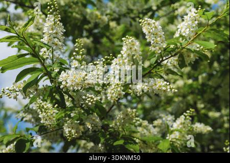 Üppiger Vogelkirschbaum mit weißen Blüten, selektive Fokustechnik Stockfoto