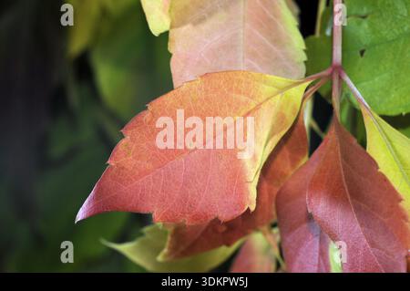 Traubenblätter, Herbst, Wildwein, Blatt, Herbst, bunt, Farbe, Farbe, rot, natürlich, Botanik, Wein, Traubenblatt Stockfoto