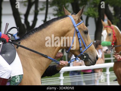 Rosshengstporträt von kastanienakhal-teke Stockfoto