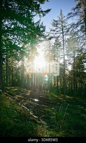 Sonnenlicht strömt durch hohe Bäume in einem dichten Wald in Schottland und beleuchtet den Waldboden. Stockfoto