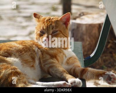 Ginger Tabby Katze genießt einen faulen Tag in der Frühlingssonne in Xanthates, Korfu, Griechenland Stockfoto