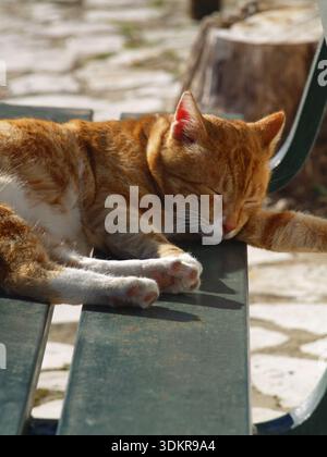 Ginger Tabby Katze genießt einen faulen Tag in der Frühlingssonne in Xanthates, Korfu, Griechenland Stockfoto