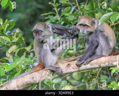 Junge Sykes' Affen spielen Kampf (Cercopithecus albogularis) in Shimoni, Kenia Stockfoto