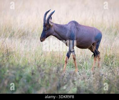 Wilde Topi-Antilopen (Damaliscus lunatus jimela), die in der offenen Savanne im Maasai Mara National Park, Kenia weiden Stockfoto