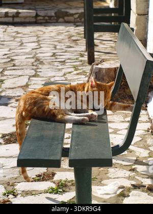 Ginger Tabby Katze genießt einen faulen Tag in der Frühlingssonne in Xanthates, Korfu, Griechenland Stockfoto