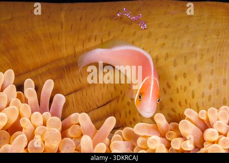 Eine gigantische Meeresanemone, Stichodactyla gigantea, beherbergt einen rosa Anemonenfisch, Amphiprion periderion, und eine Anemonengarnele, Periclimenes sarasvati, auf dem Dach Stockfoto