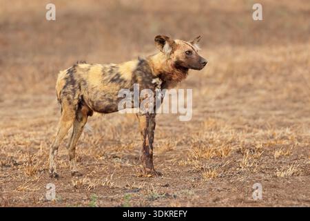 Afrikanischer Wildhund oder bemalter Jagdhund (Lycaon pictus) in natürlicher Umgebung, Kruger-Nationalpark, Südafrika Stockfoto
