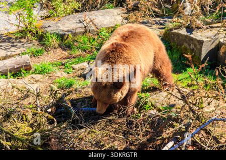 Bär in der Bärengrube in Bern, Schweiz. Bär ist ein Symbol der Stadt Bern Stockfoto