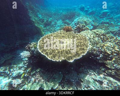 Schnorcheln über dem Riff in Raja Ampat, einem bekannten Touristenziel, West Papua, Indonesien Stockfoto